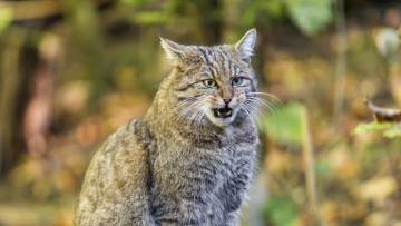 Картинка животные коты морда оскал