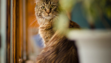 Картинка животные коты взгляд