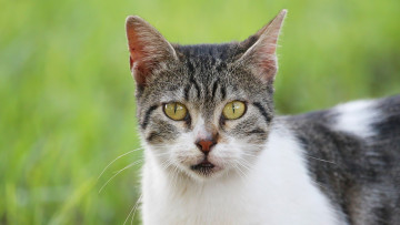 Картинка животные коты взгляд морда