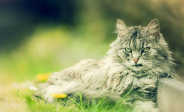 Картинка животные коты кошка кот киса