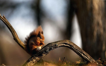 Картинка животные белки ветки