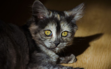 Картинка животные коты киса кошка кот