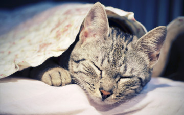 Картинка животные коты кошка кот киса