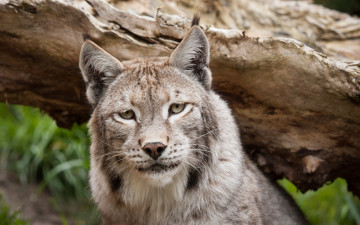 Картинка животные рыси морда взгляд