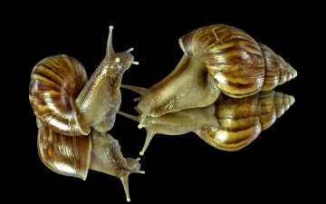 Картинка животные улитки улитка гастроподы брюхоногие