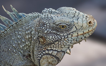 Картинка животные Ящерицы +игуаны +вараны iguana крупная растительноядная ящерица игуана