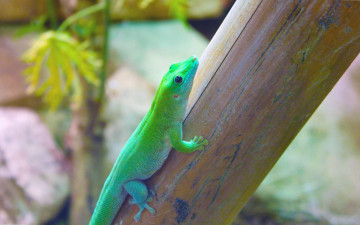 Картинка животные Ящерицы +игуаны +вараны пресмыкающееся