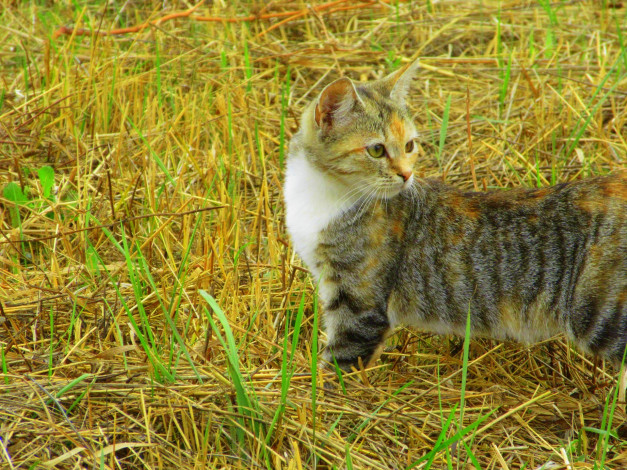 Обои картинки фото животные, коты, кошка