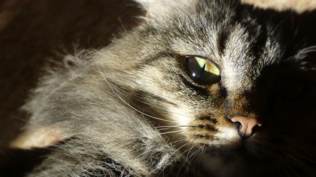 Обои картинки фото животные, коты, морда