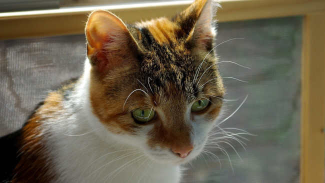 Обои картинки фото животные, коты, морда