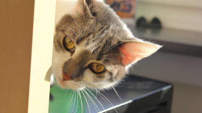 Обои картинки фото животные, коты, морда