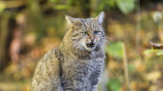 Обои картинки фото животные, коты, морда, оскал