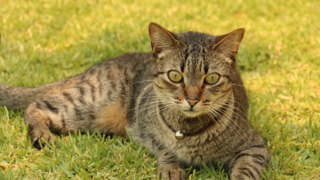 Обои картинки фото животные, коты, растения, отдых