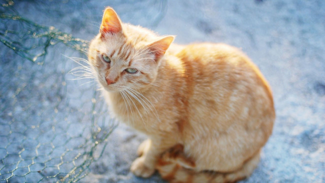 Обои картинки фото животные, коты, рыжий, цвет