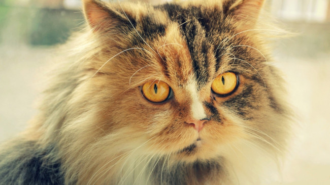 Обои картинки фото животные, коты, взгляд, морда