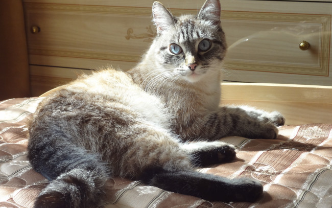 Обои картинки фото животные, коты, кот, киса, кошка