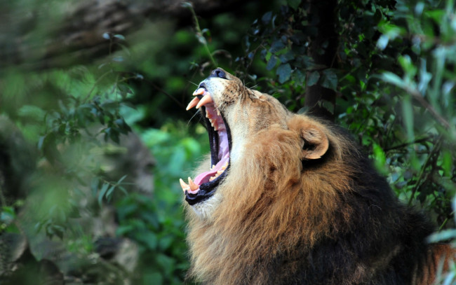Обои картинки фото животные, львы, морда, оскал