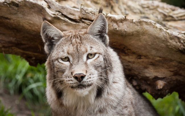 Обои картинки фото животные, рыси, морда, взгляд