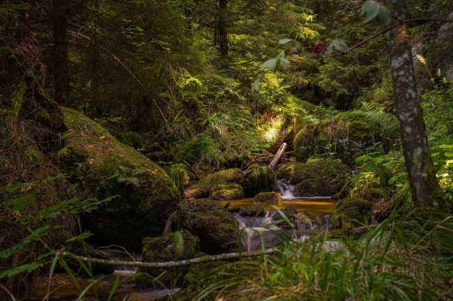 Обои картинки фото природа, лес, простор