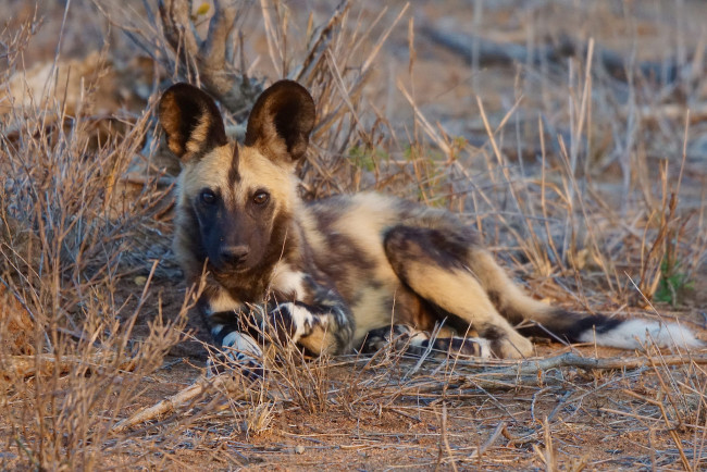 Обои картинки фото african wild dog, животные, гиены,  гиеновые собаки, хищник