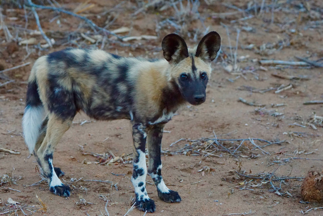 Обои картинки фото african wild dog, животные, гиены,  гиеновые собаки, хищник