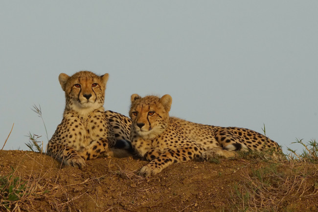 Обои картинки фото животные, гепарды, хищник