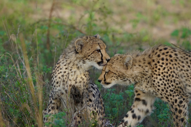 Обои картинки фото животные, гепарды, хищник