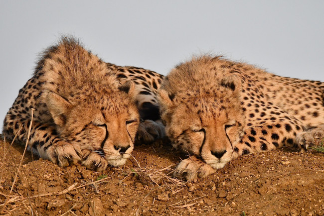 Обои картинки фото животные, гепарды, хищник