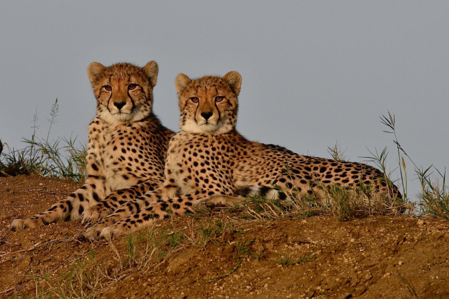 Обои картинки фото животные, гепарды, хищник