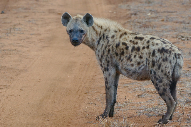 Обои картинки фото животные, гиены,  гиеновые собаки, хищник