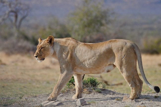 Обои картинки фото животные, львы, хищник