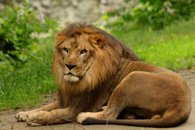 Обои картинки фото животные, львы, хищник