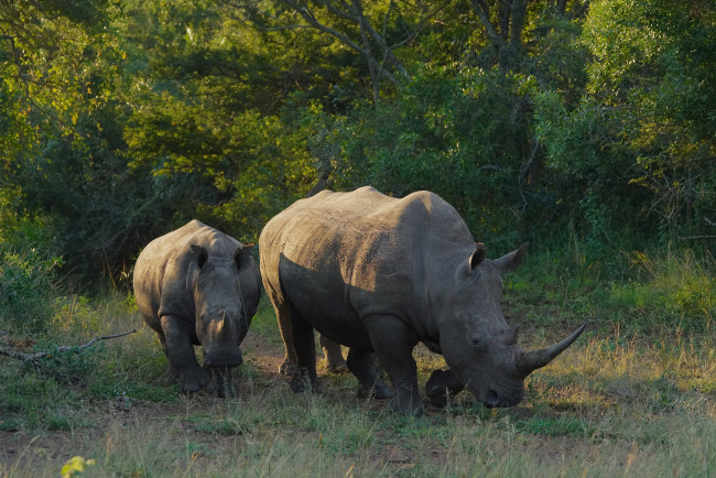 Обои картинки фото животные, носороги, носорог