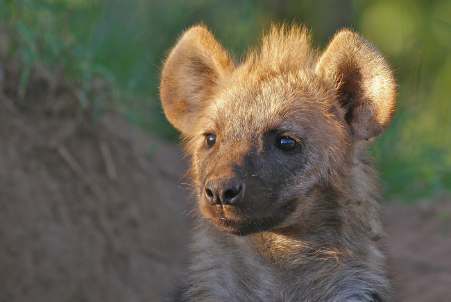 Обои картинки фото животные, гиены,  гиеновые собаки, хищник
