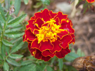 Картинка цветы бархатцы клумба