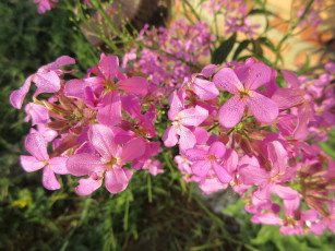 Картинка цветы луговые+ полевые +цветы весна 2018