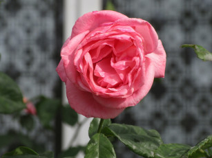 Картинка цветы розы лето 2018