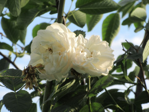 Картинка цветы розы лето 2018