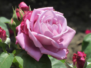 Картинка цветы розы лето 2018