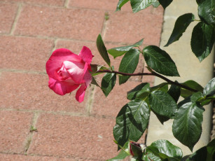 Картинка цветы розы лето 2018