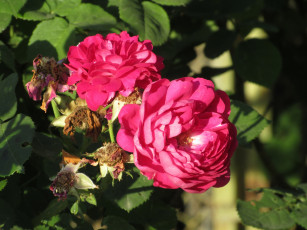 Картинка цветы розы лето 2018