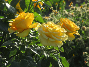 Картинка цветы розы лето 2018