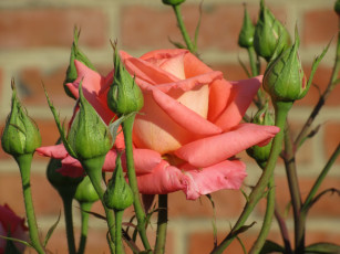 Картинка цветы розы лето 2018