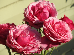 Картинка цветы розы лето 2018