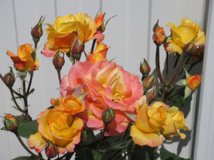 Картинка цветы розы весна 2018