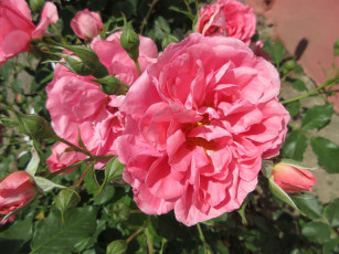 Картинка цветы розы весна 2018