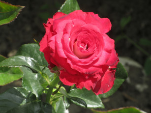 Картинка цветы розы весна 2018