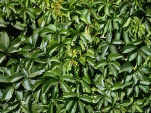 Картинка разное текстуры листья текстура