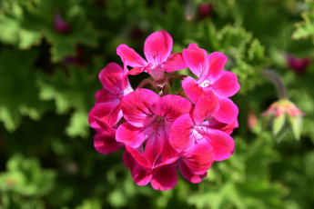 Картинка цветы герань соцветие