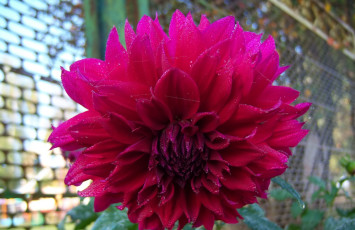 Картинка цветы георгины клумба